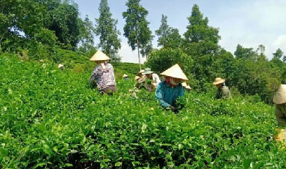 Lào Cai tháo gỡ khó khăn trong tiêu thụ chè