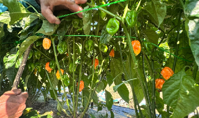 Trồng ớt 'siêu cay', siêu lãi