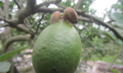 Nhà vườn 'bó tay' với loài ốc sên phá cây trồng