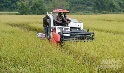 Người dân vùng biên giờ không biết gánh lúa