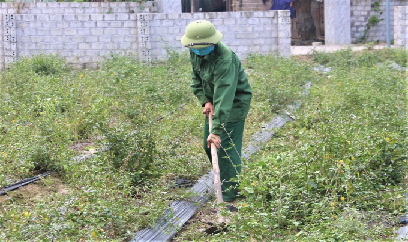 Tuyên Quang đặt mục tiêu 2.000 ha cây dược liệu và lâm sản ngoài gỗ