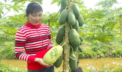 Trái cây tạo hình kín đơn hàng ngày giáp Tết