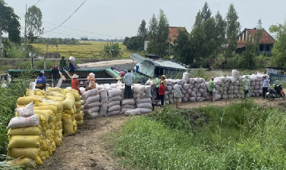 Mùa vui trên cánh đồng lúa - sếu