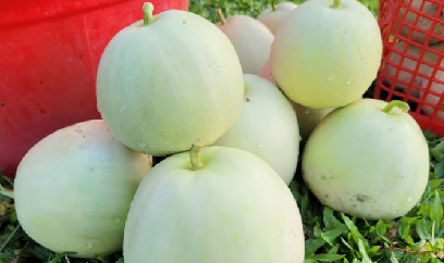 Nông dân Hà Tĩnh được mùa dưa lê, dưa non