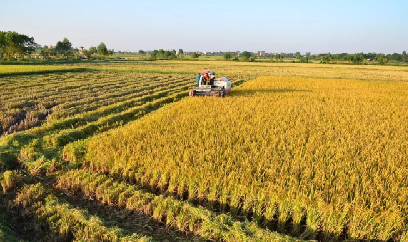 Mỗi đại điền đạt lợi nhuận trung bình nửa tỷ đồng/năm