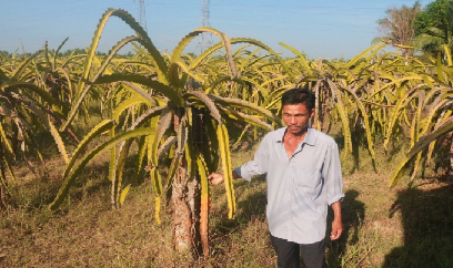 Phá bỏ thanh long, nông dân loay hoay chưa biết trồng gì
