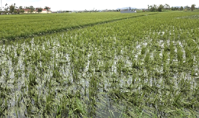 Cảnh giác với sâu bệnh hại trên lúa sau mưa lũ