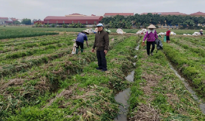 Hành vụ đông gặp nhiều thuận lợi, được mùa, trúng giá