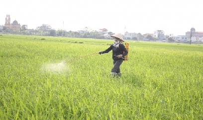 Cao điểm phòng trừ sâu, bệnh hại lúa mùa vào dịp nghỉ lễ Quốc khánh