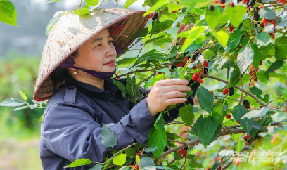 Bình Khê chín mọng mùa dâu