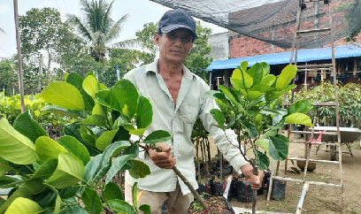 Vào mùa mưa, cây giống hút hàng, giá tăng 20 - 30%