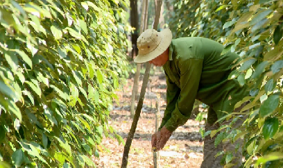 Phú Giáo: Những vườn tiêu đang xanh trở lại