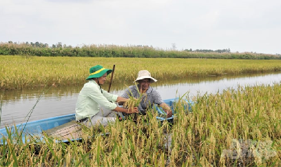 Trồng cỏ năn tượng cải thiện đất nhiễm mặn trong mô hình tôm - lúa