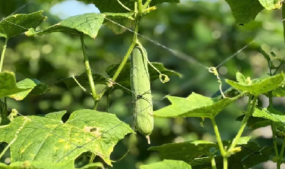Giống mới, kỹ thuật mới - đòn bẩy giúp nông dân làm giàu trên đất màu