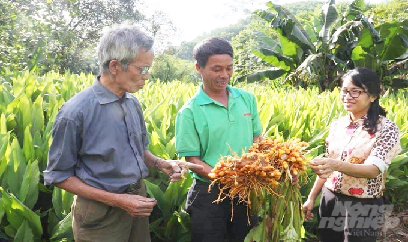 Trồng nghệ, thu vàng