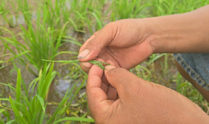 Hải Phòng: Sâu cuốn lá bùng phát dày đặc