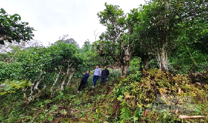 Bảo tồn, nhân rộng diện tích chè di sản ở Hà Giang