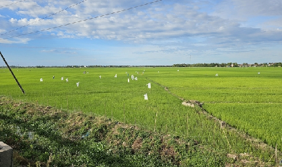 Chuột phá lúa dữ dội, diệt không xuể