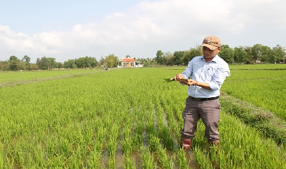 Mưa, rét kéo dài, cây trồng phát triển chậm