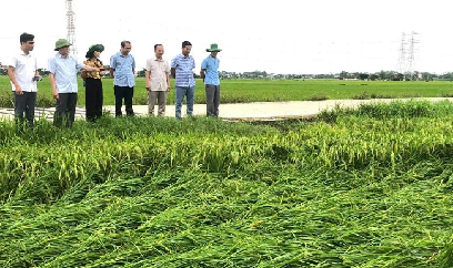 Bắc Giang tăng sản xuất vụ đông để bù thiệt hại bão lũ
