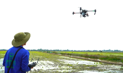 Thử nghiệm trồng giống lúa mới ‘trọn gói’ bằng drone