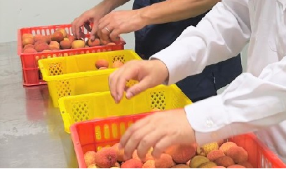 Cảnh giác bệnh đạo ôn cổ bông trên lúa đông xuân