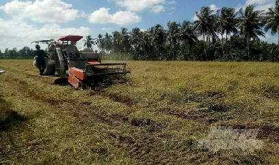 Nghịch lý lúa được mùa, được giá, nhưng lợi nhuận thấp