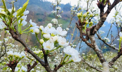 Mùa đơm trái ngọt trên đỉnh mây Y Tý