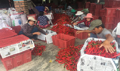 Giá ớt rớt thảm, nông dân tiếc vì không liên kết với doanh nghiệp