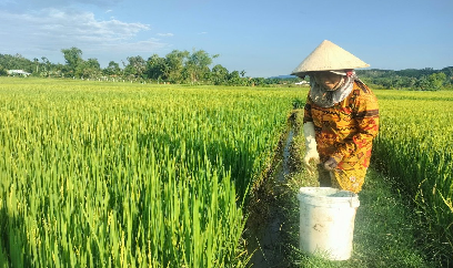 Đà Nẵng: Sâu bệnh đe dọa lúa hè thu