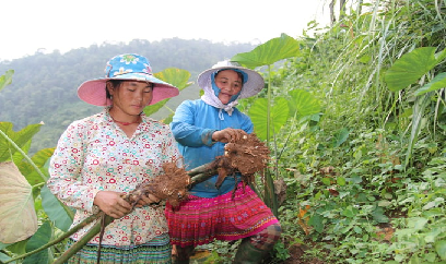 Cây mè giúp vùng khô hạn 'đẻ ra tiền'